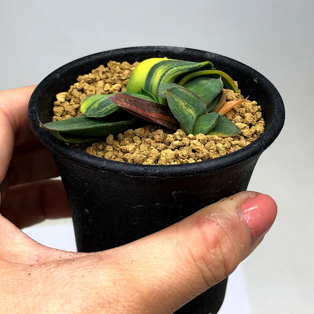 多肉植物：ガステリア ピランシー錦*幅7cm 現品！一品限り : 遊恵