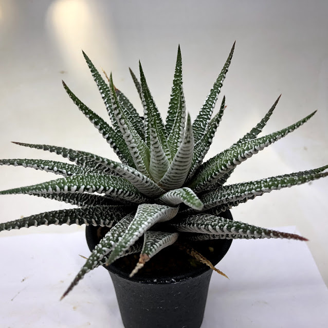 ハオルチア　十二の巻　ワイドバンド斑入り Amazon｜多肉植物：ハオルチア 十二の巻 ゼブラ*｜観葉植物 オンライン通販