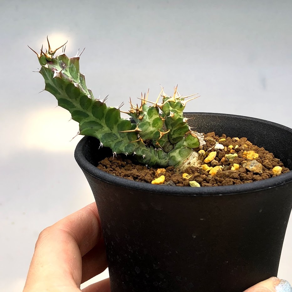 多肉植物：ユーフォルビア トルチラマ*幅5.5cm 現品！一品限り