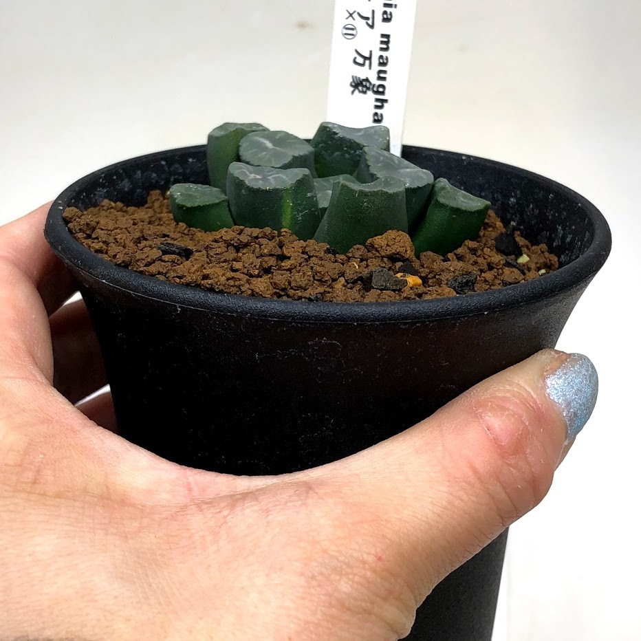 多肉植物：ハオルチア 万象 貴志氏 3×１×11*幅5ｃｍ 現品！一品限り : s10830v : 遊恵盆栽 Yahoo!店 - 通販 -  Yahoo!ショッピング