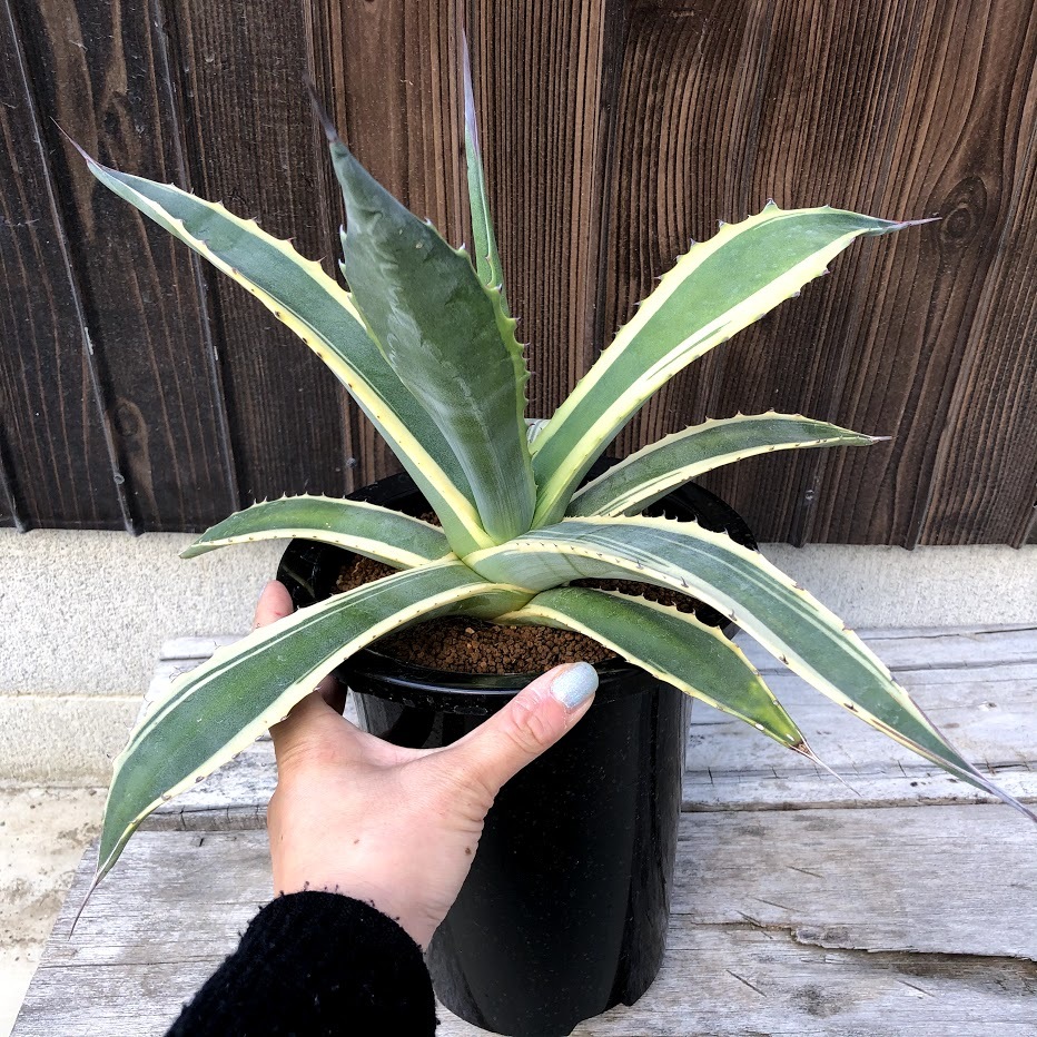多肉植物：アガベ サルミアナ バターフィンガーズ*幅36cm 現品！一品