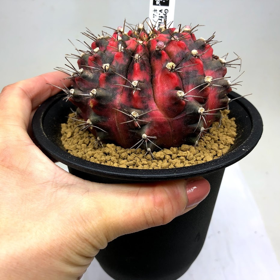 ギムノカリキウム ミハノビッチ錦 緋牡丹錦 (実生) 植物 | www