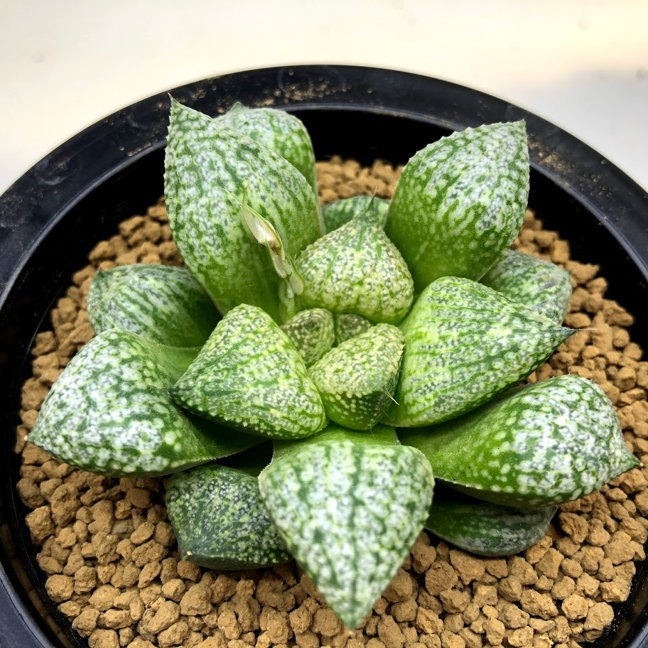 多肉植物：ハオルチア ピクタ*幅7cm 現品！一品限り : 遊恵盆栽
