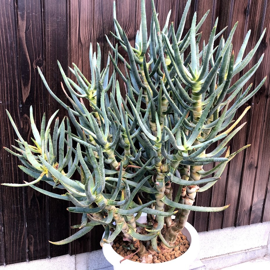 アロエ ラモシシマ / 幹太 植替済み ツリーアロエ レア 多肉 多肉植物：アロエ ラモシシマ*幅55cm 現品！一品限り : 遊恵盆栽