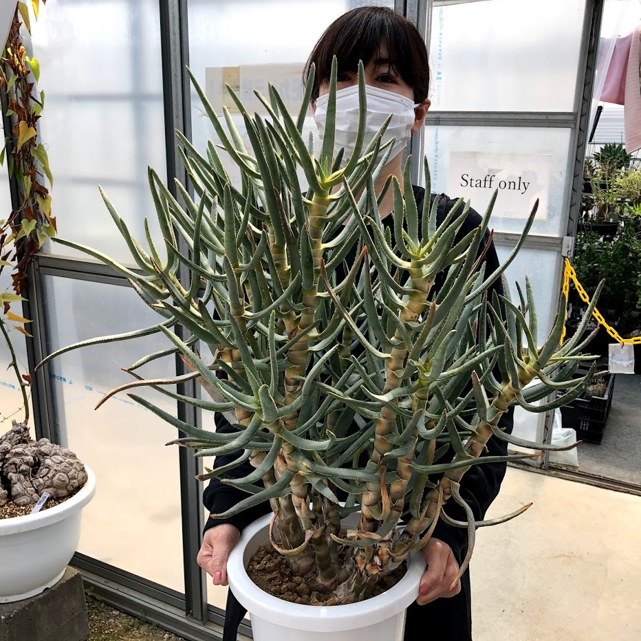 多肉植物：アロエ ラモシシマ*幅55ｃｍ 現品！一品限り : s10862v : 遊恵盆栽 Yahoo!店 - 通販 - Yahoo!ショッピング