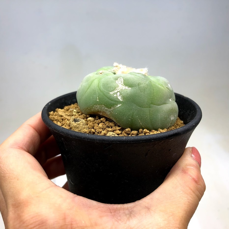 サボテン　ロフォフォラ　ディフューサ　翠冠玉　5号　A サボテン ロフォフォラ ディフューサ 翠冠玉 実生 5ブラック