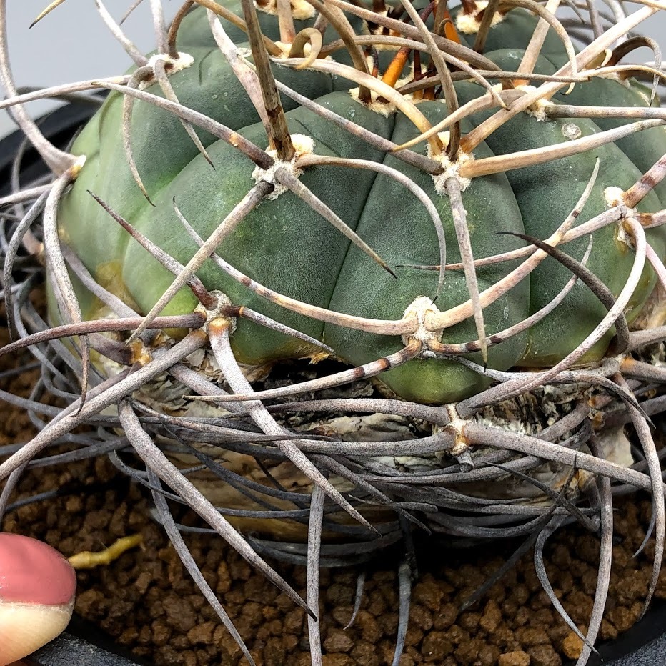 サボテン：ギムノカリキウム 光琳玉*幅8cm 現品！一品限り ※傷あり