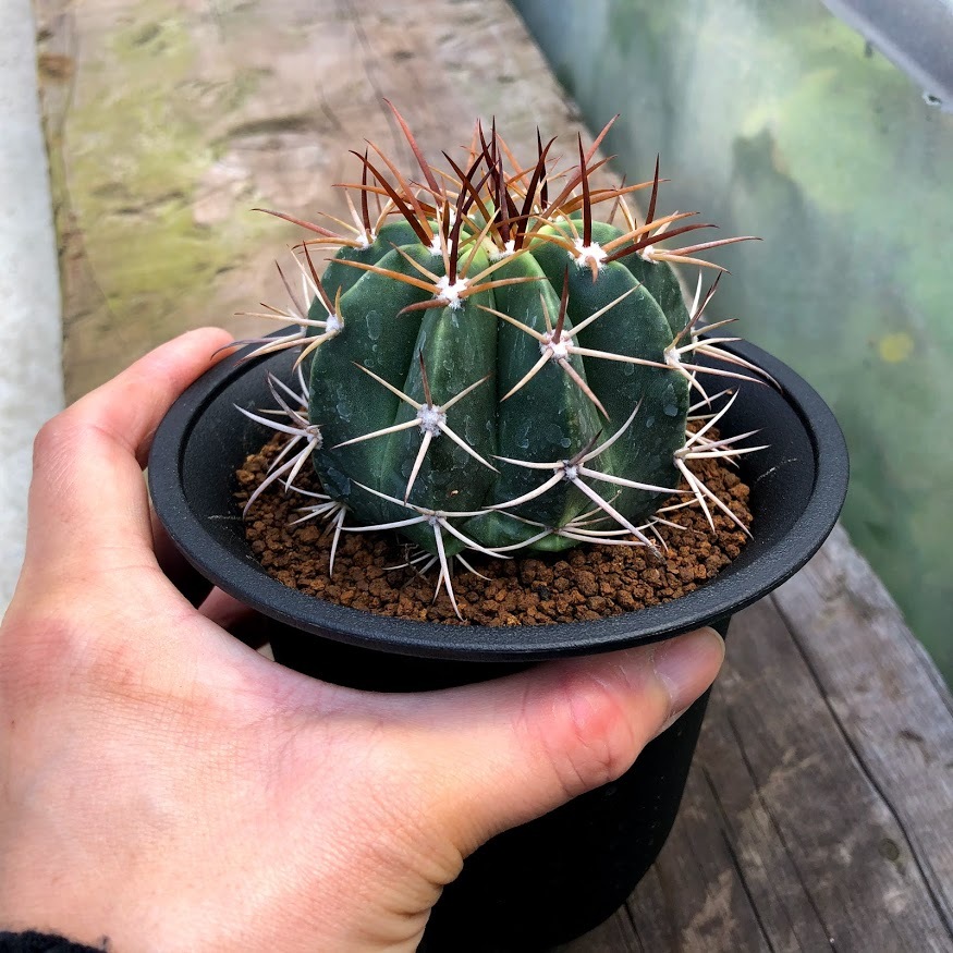 サボテン：メロカクタス マタンザナス 魔雲 実生*L 幅7cm : 遊恵盆栽