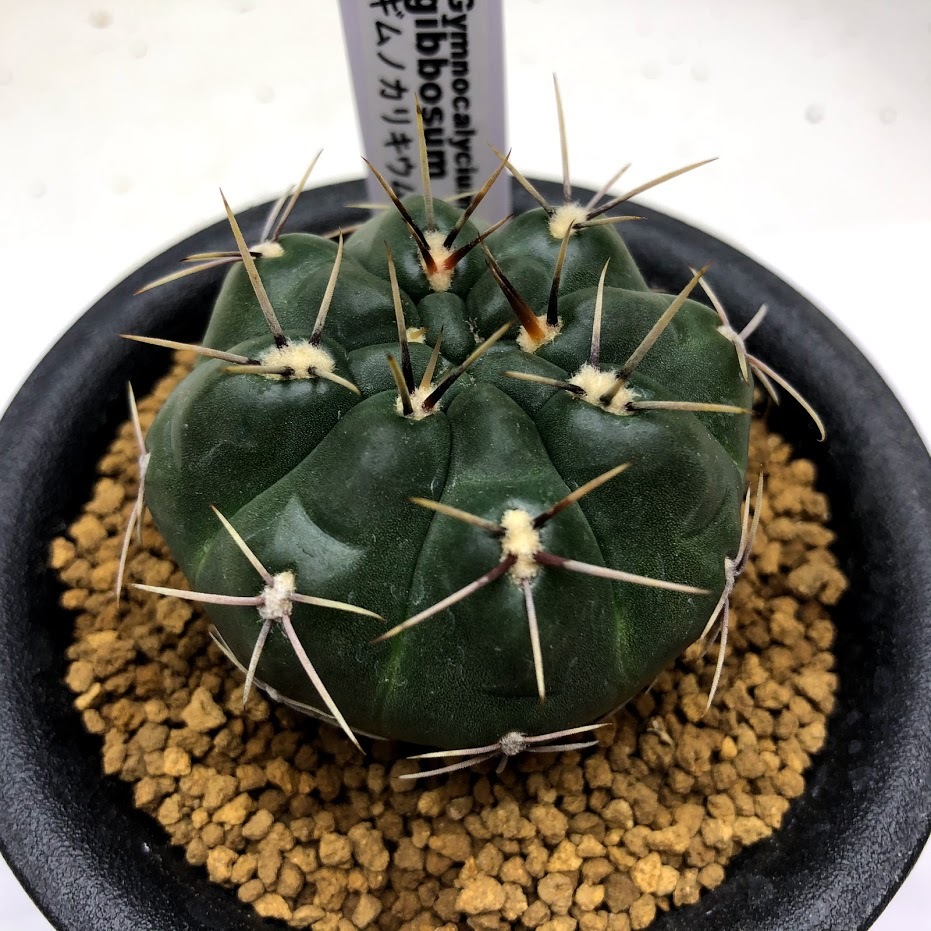 504円 格安販売の サボテン ギムノカリキウム 麗蛇丸 れいだまる 3号鉢