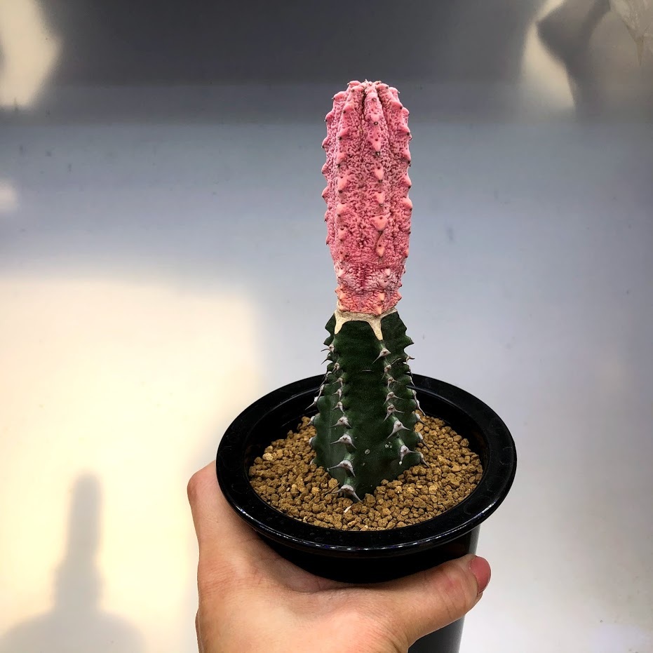 多肉植物：ユーフォルビア アブデルクリ錦 'ダマスク' ツギ*幅3ｃｍ