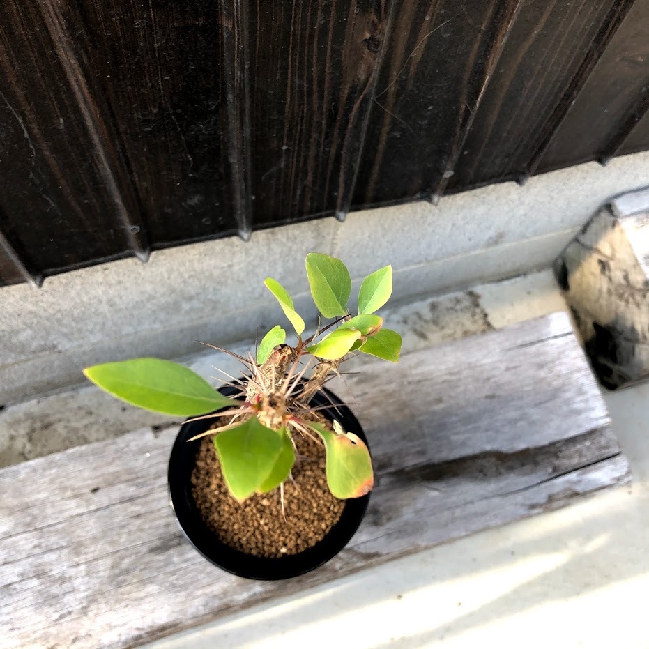 コーデックス：フォークイエリア ディグエッティ*幅10cm 現品！一品