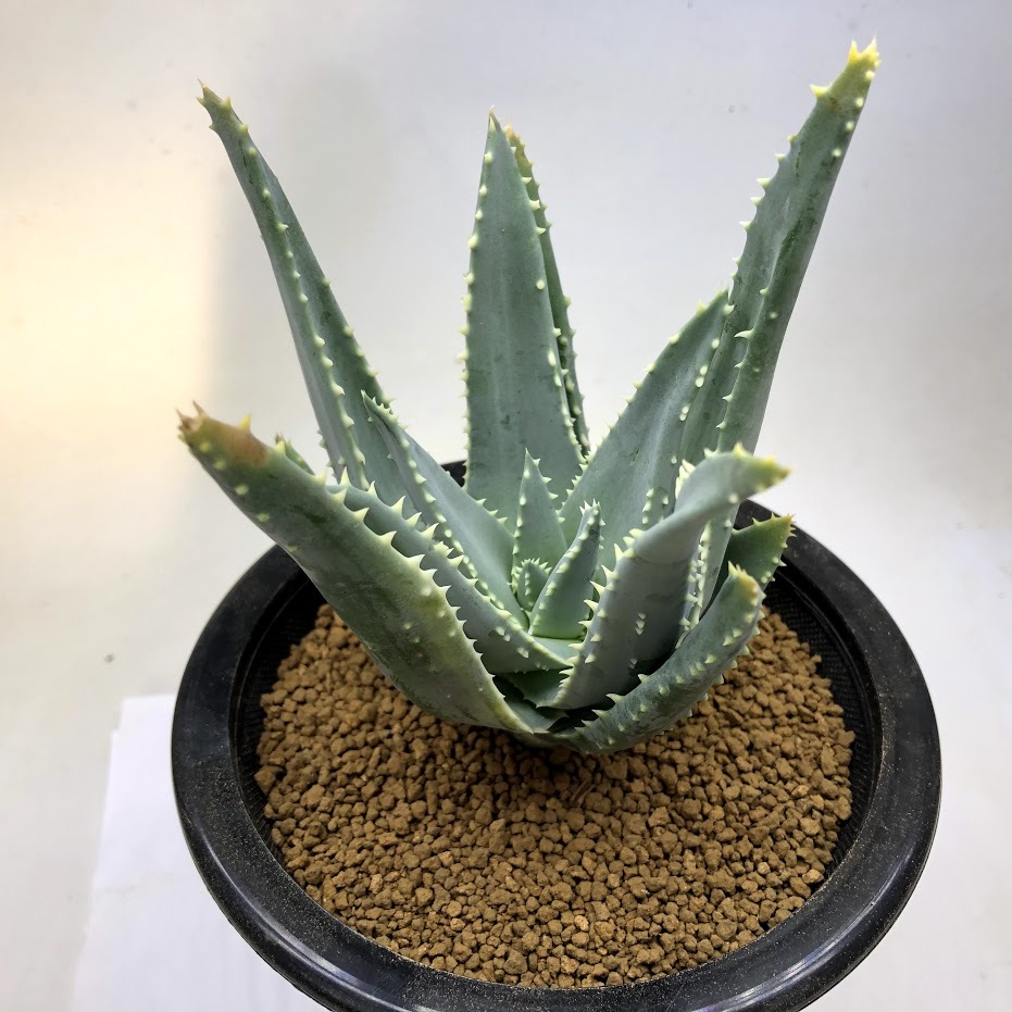 多肉植物：アロエ ピランシー 実生*幅12ｃｍ 現品！一品限り : s10920v : 遊恵盆栽 Yahoo!店 - 通販 - Yahoo!ショッピング