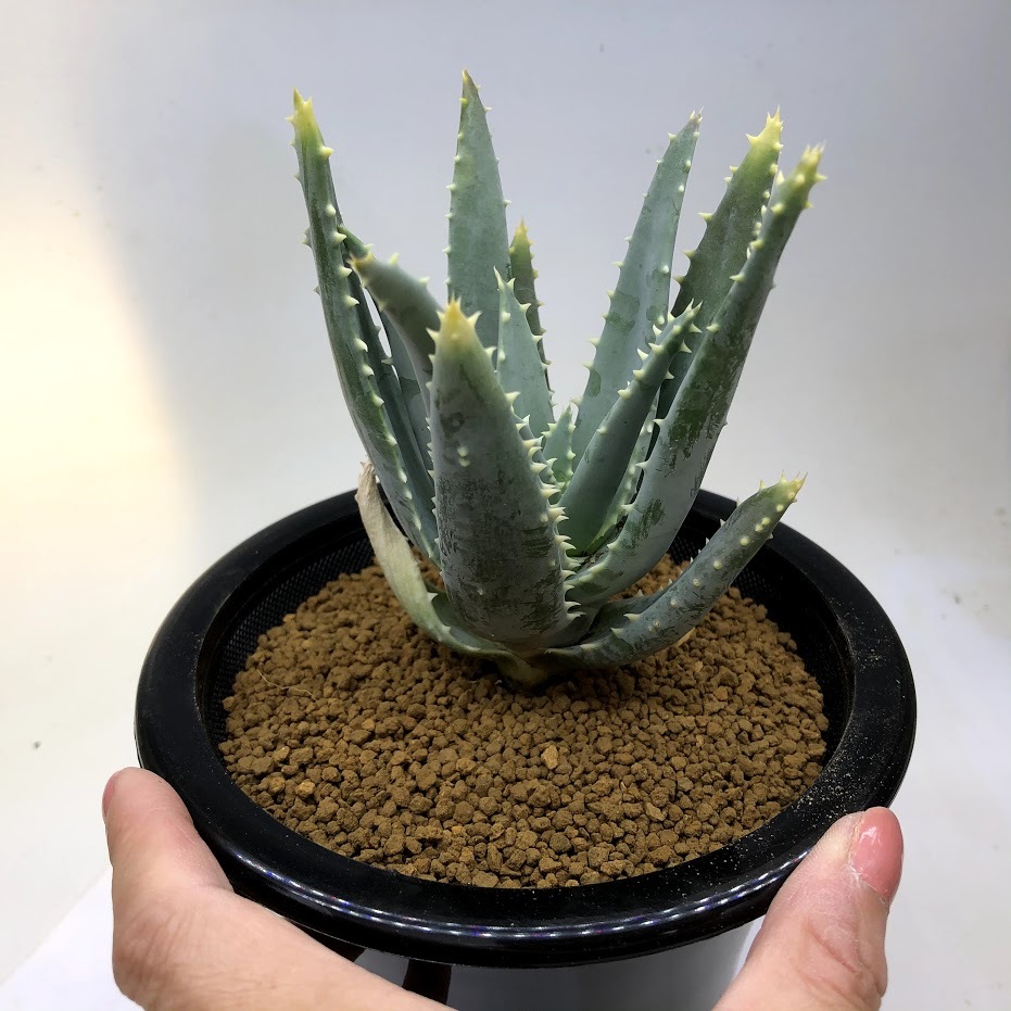 多肉植物：アロエ ピランシー 実生*幅9ｃｍ 現品！一品限り : s10921v : 遊恵盆栽 Yahoo!店 - 通販 - Yahoo!ショッピング