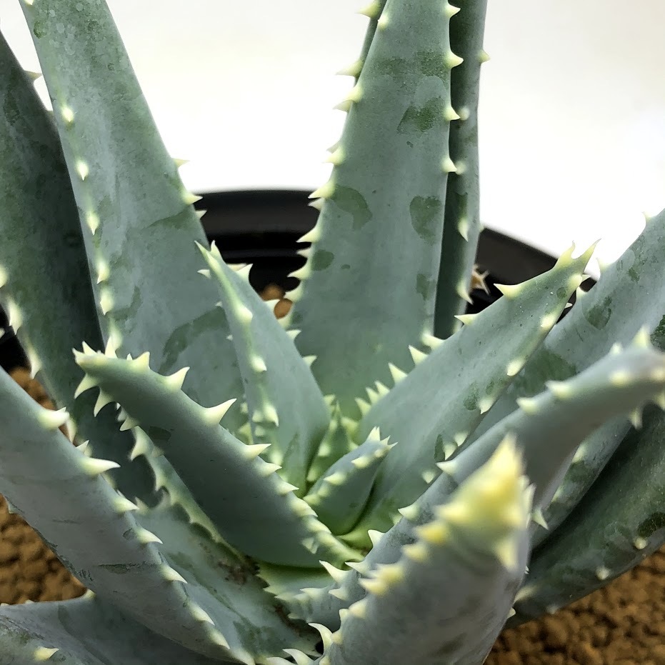 多肉植物：アロエ ピランシー 実生*幅9cm 現品！一品限り : 遊恵盆栽