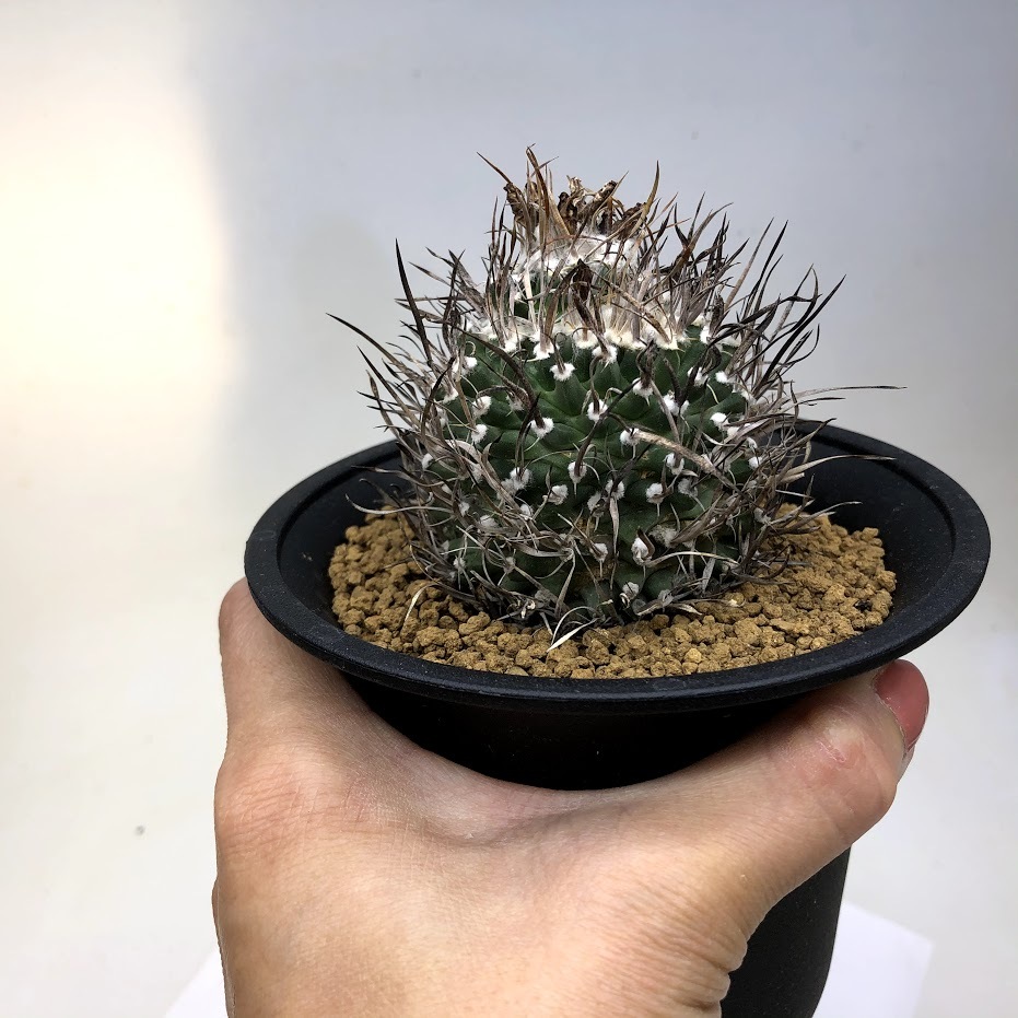 向山グラキリス 3頭仕立て ドライカクタス サボテン ツルビニカルプス 珍品！ツルビニカルプス・グラキリス（※サボテンね）を植え替え