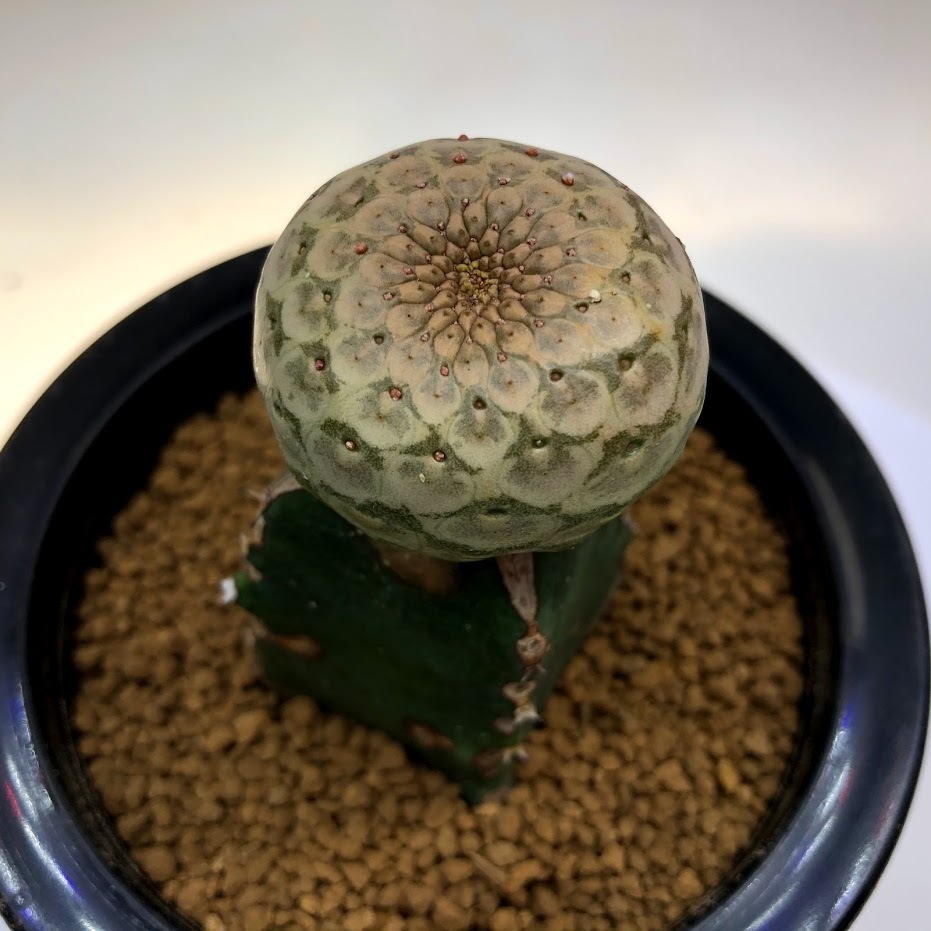 多肉植物：ユーフォルビア ツルビニフォルミス ツギ*幅3.5ｃｍ 現品！一品限り : s10926v : 遊恵盆栽 Yahoo!店 - 通販 -  Yahoo!ショッピング