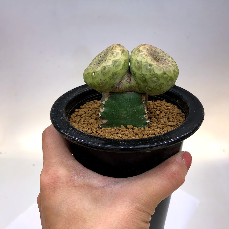 多肉植物：ユーフォルビア ツルビニフォルミス ダブルヘッド ツギ*幅7ｃｍ　現品！一品限り