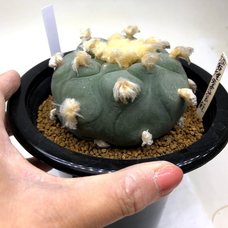 サボテン:ロフォフォラ ディフューサ 大疣多毛大型翠冠玉*幅 サボテン:ロフォフォラ ディフューサ 大疣多毛大型翠冠玉*幅