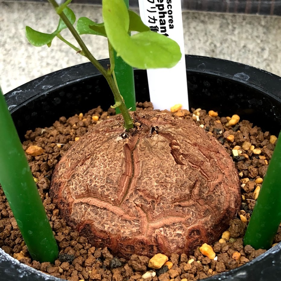 新商品 コーデックス アフリカ亀甲竜 塊根幅10 5ｃｍ 現品 一品限り Dioscorea Elephantipes 待望の再入荷 Ignitegospelchoir Org