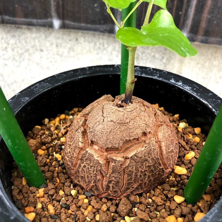 新商品 コーデックス アフリカ亀甲竜 塊根幅10 5ｃｍ 現品 一品限り Dioscorea Elephantipes 待望の再入荷 Ignitegospelchoir Org