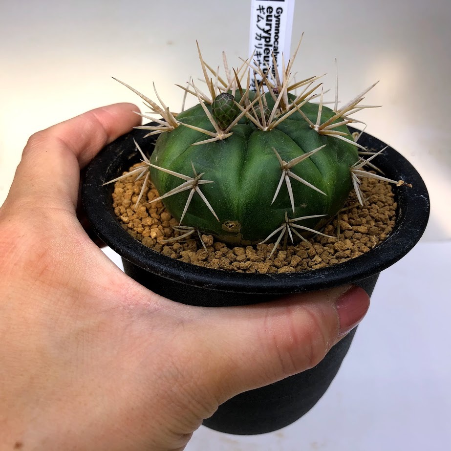 サボテン：ギムノカリキウム 勇将丸*幅6cm : 遊恵盆栽 Yahoo!店