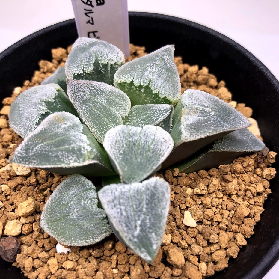 多肉植物：ハオルチア 大工氏 大型ダルマ ピグマエア*幅6.5cm