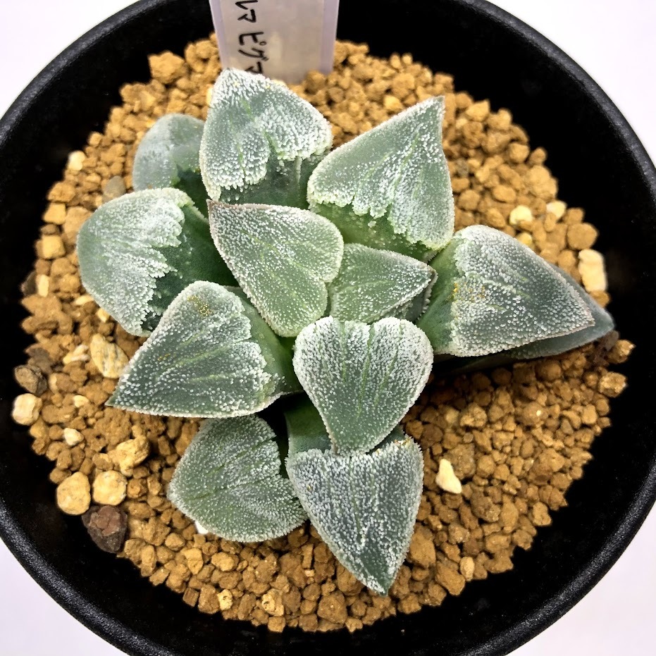 多肉植物：ハオルチア 大工氏 大型ダルマ ピグマエア*幅6.5cm 現品