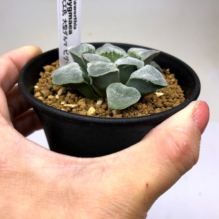 多肉植物：ハオルチア 大工氏 大型ダルマ ピグマエア*幅6.5cm