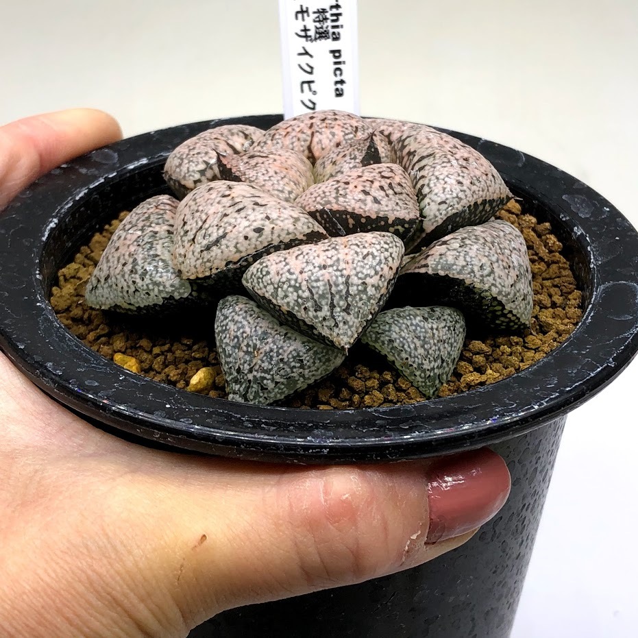 多肉植物:ハオルチア 関西系モザイクピクタ*幅7.5cm 現品 多肉植物:ハオルチア 関西系モザイクピクタ*幅7.5cm 現品