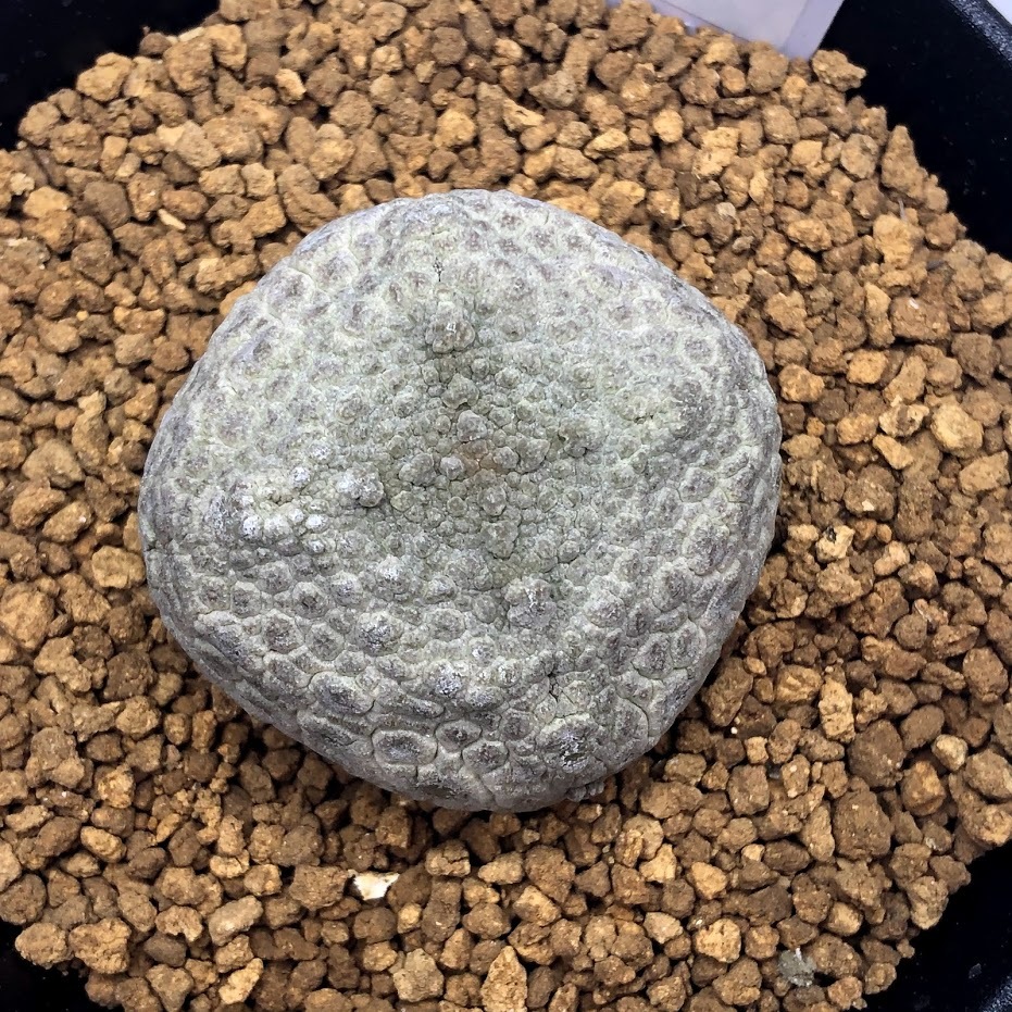 多肉植物：プセウドリトス クビフォルミス*幅4cm 現品！一品限り