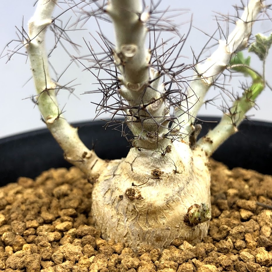 コーデックス：ヤトロファ マルギナータ*幅7cm 現品！一品限り