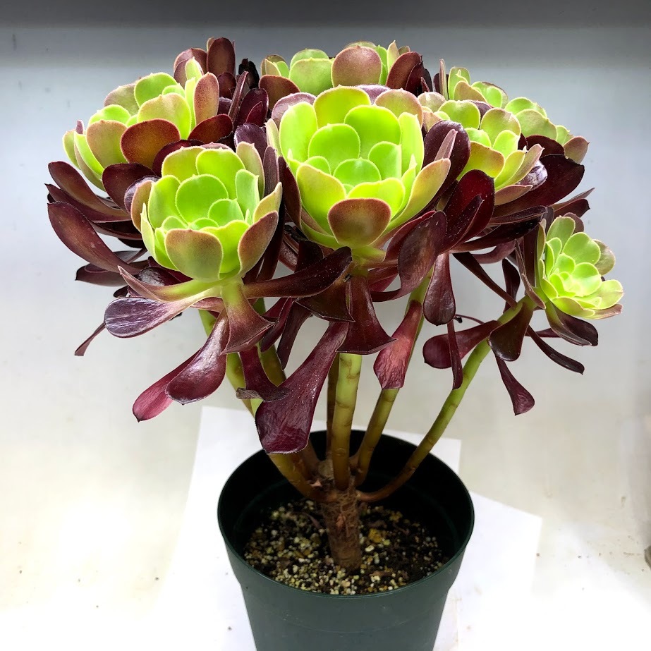 多肉植物：アエオニウム ベロア*幅26cm : 遊恵盆栽 Yahoo!店 - 通販