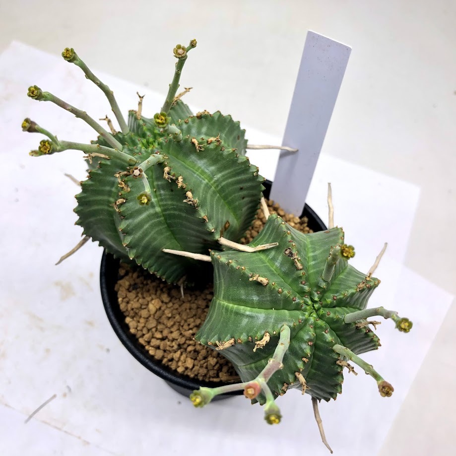 h*9様 ユーフォルビアバリダ　ビンテージ盆栽 楽天市場】多肉植物：ユーフォルビア バリダ*S 幅4.5cm ☆赤松