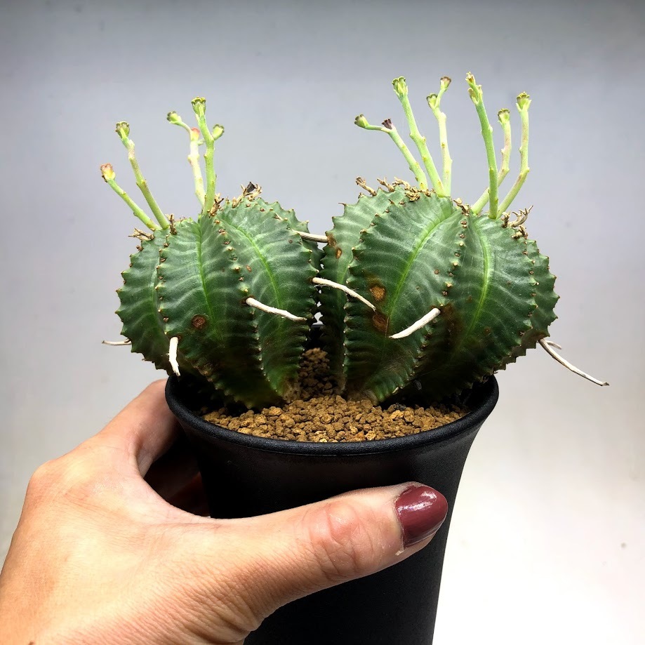 多肉植物：ユーフォルビア バリダ*全幅12cm 現品！一品限り