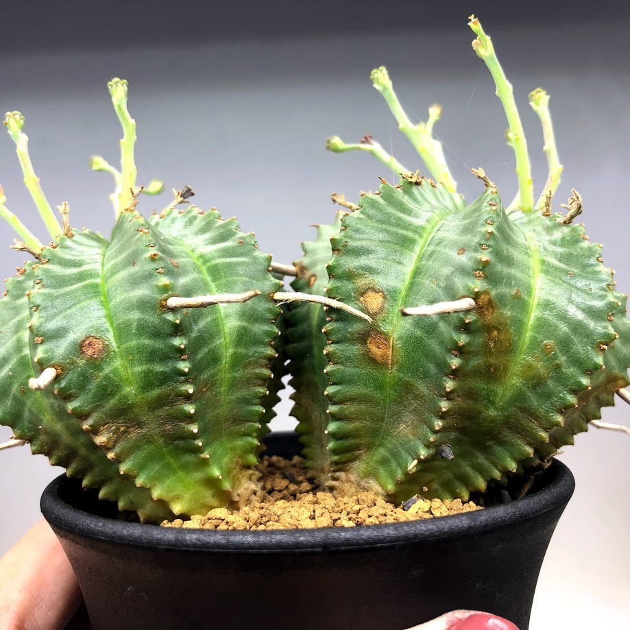 多肉植物：ユーフォルビア バリダ*全幅12cm 現品！一品限り