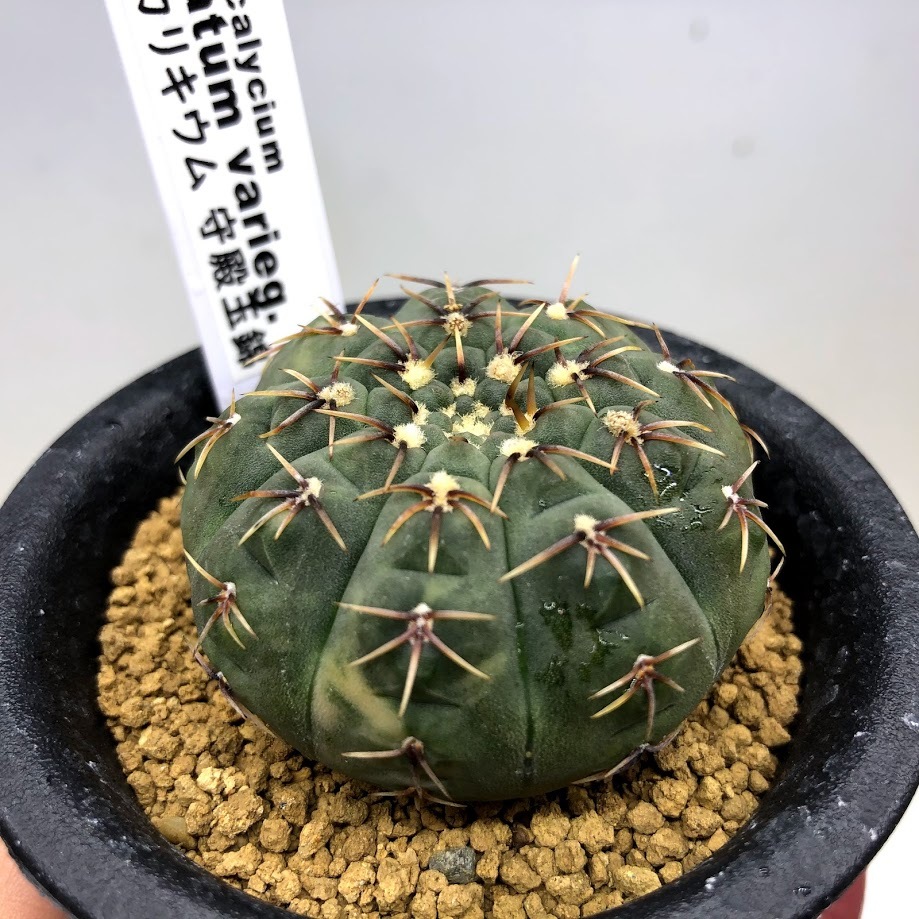 サボテン：ギムノカリキウム 守殿玉錦*幅4.5cm 現品！一品限り : 遊恵