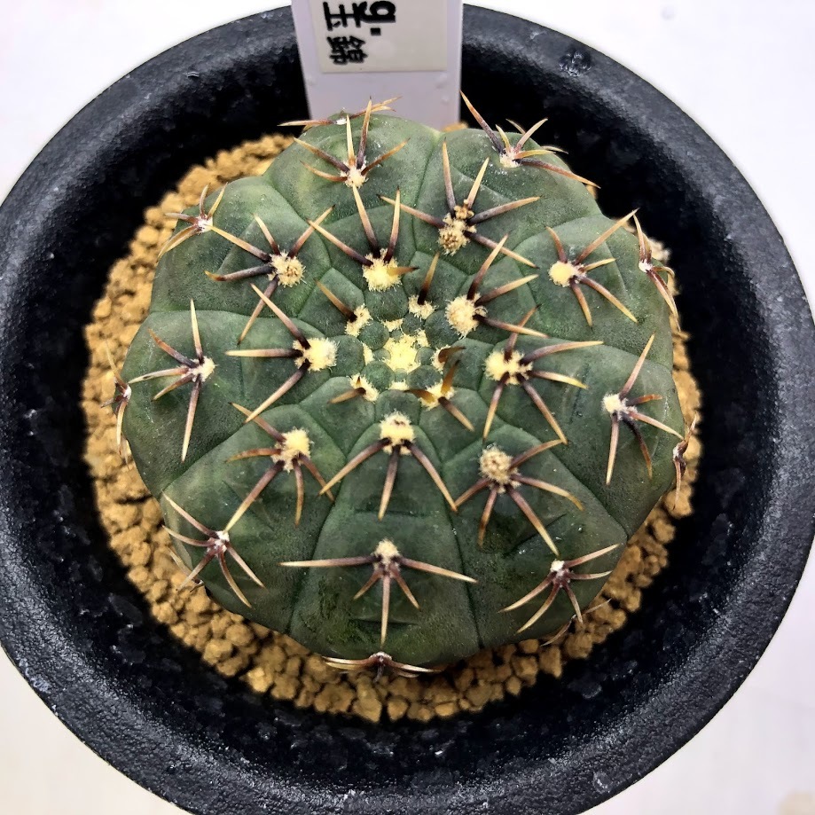 サボテン：ギムノカリキウム 守殿玉錦*幅4.5cm 現品！一品限り : 遊恵