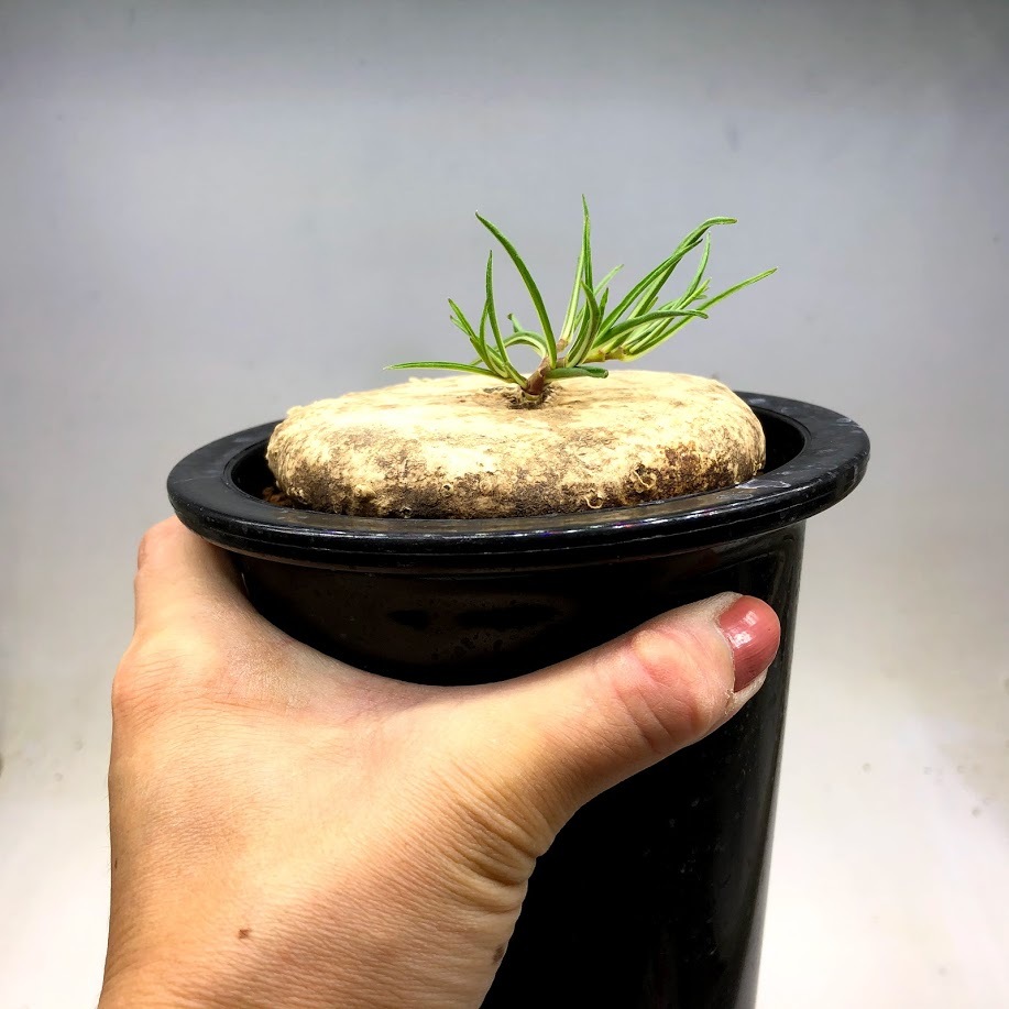 コーデックス：ブラキステルマ プロカモイデス*塊根幅9.5cm