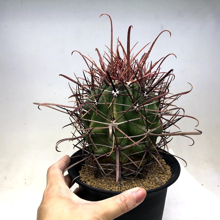 サボテン：フェロカクタス 神仙半島×柿崎氏神仙玉*幅10cm 現品！一品