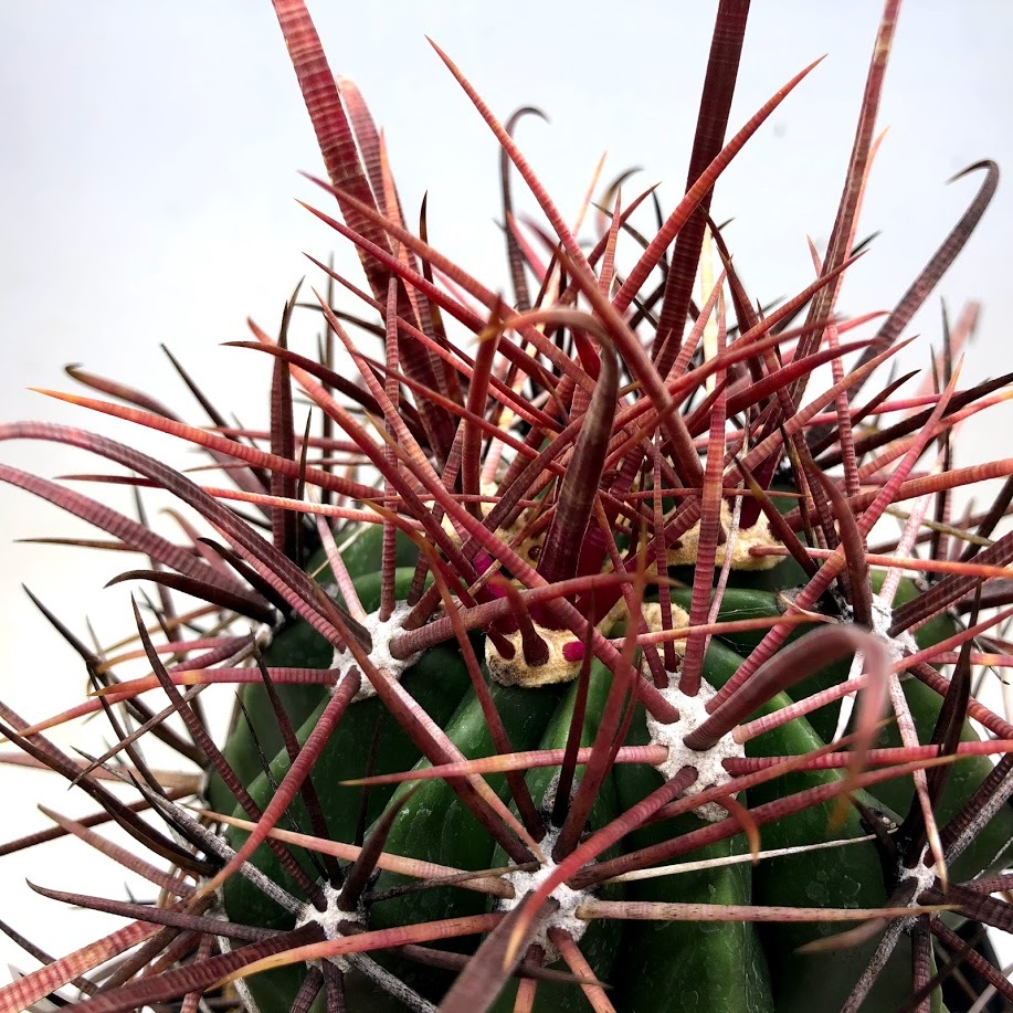 サボテン：フェロカクタス 神仙半島×柿崎氏神仙玉*幅10cm 現品！一品