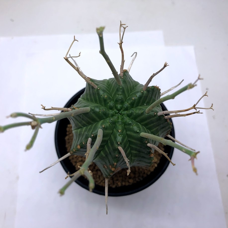 多肉植物：ユーフォルビア バリダ*全幅12cm 現品！一品限り