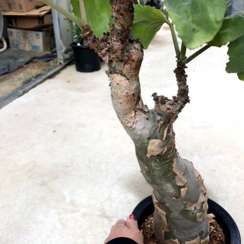 塊根植物：キフォステンマ ベティフォルメ*塊幅9cm 現品 一品限り