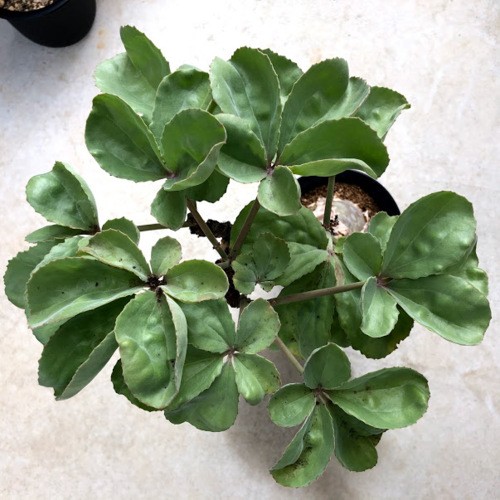 塊根植物：キフォステンマ ベティフォルメ*塊幅9cm 現品 一品限り