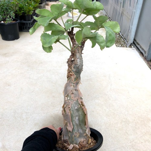 塊根植物：キフォステンマ ベティフォルメ*塊幅9cm 現品 一品限り