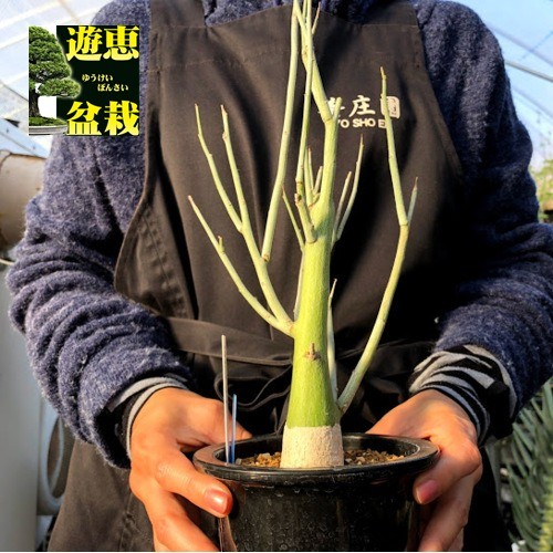 塊根植物：アデニア ペチュエリー*幅15cm 現品！一品限り : s5997v : 遊恵盆栽 Yahoo!店 - 通販 - Yahoo!ショッピング