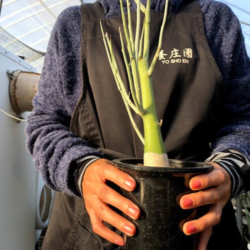 塊根植物：アデニア ペチュエリー*幅15cm 現品！一品限り : 遊恵