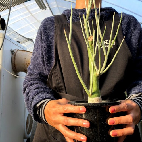 塊根植物：アデニア ペチュエリー*幅15cm 現品！一品限り : 遊恵盆栽