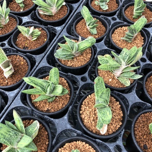 多肉植物　ガステリア　batesiana錦抜き苗 多肉植物 ガステリア batesiana錦 抜き苗