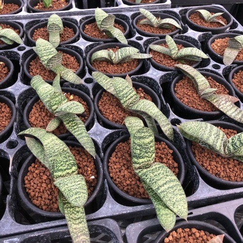 多肉植物：ガステリア 春鶯囀（しゅんおうてん）*幅10cm : 遊恵盆栽