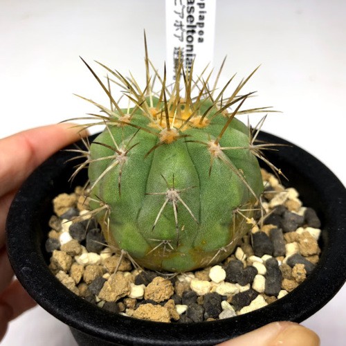 サボテン：コピアポア ハセルトニアナ 逆鱗丸*幅4.5cm 現品